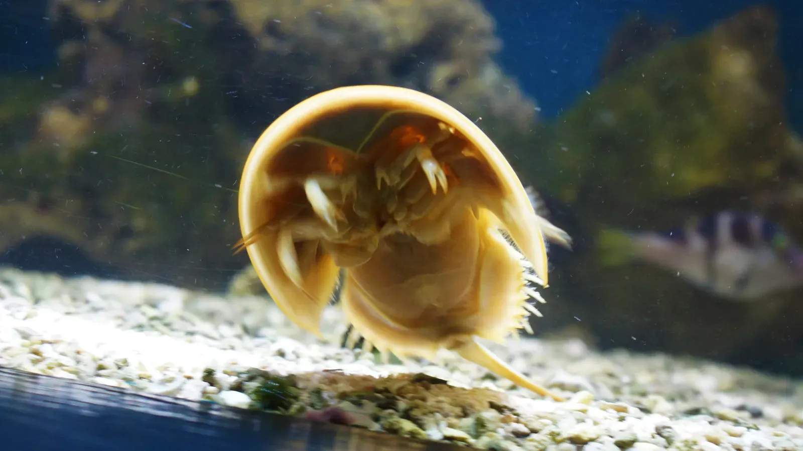 They Are More Closely Related to Spiders Than to Crabs (By domdomegg, CC BY 4.0)