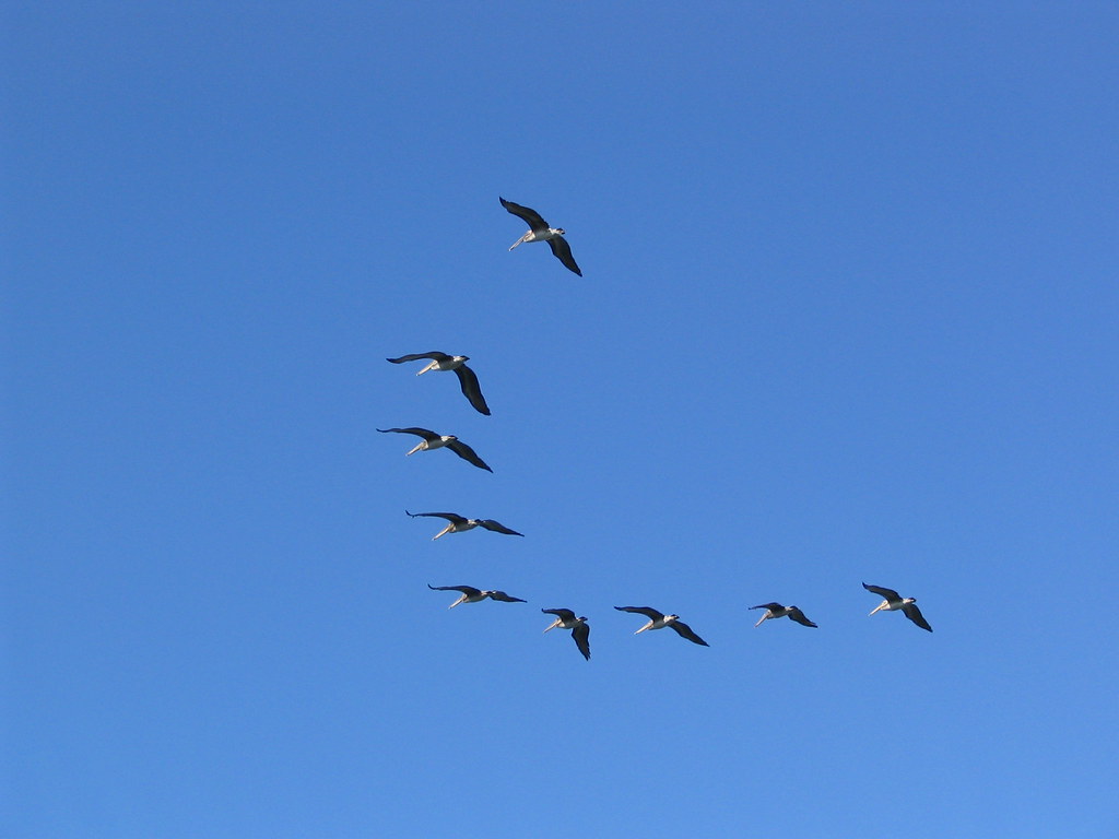 V-Formation Flight: Exploiting Aerodynamic Interdependence (Image Credits: Flickr)