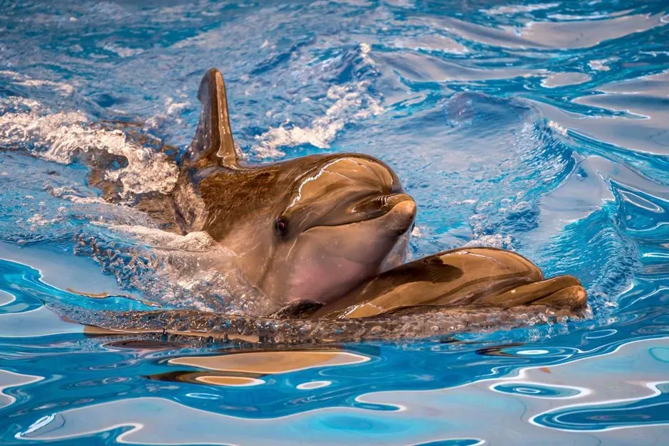 Dolphins as Persons or Predators? The Problem With Your Categories (Image Credits: Pexels)