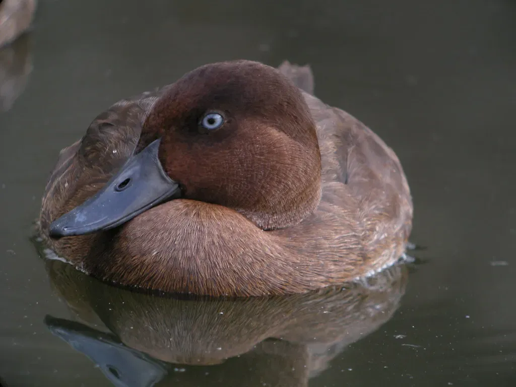 #3 - Madagascar Pochard: The Duck That Came Back From a Single Lake (Frank.Vassen, Flickr, CC BY 2.0)