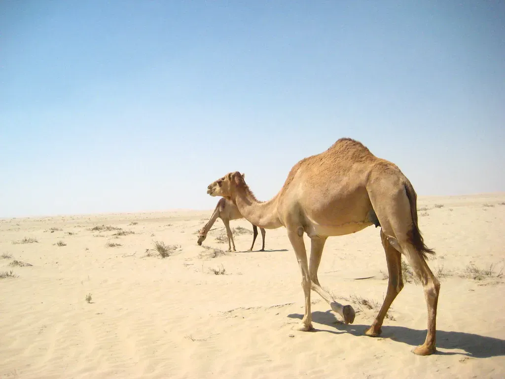 3. The Camel's Desert Engineering Marvel (isapisa, Flickr, CC BY-SA 2.0)