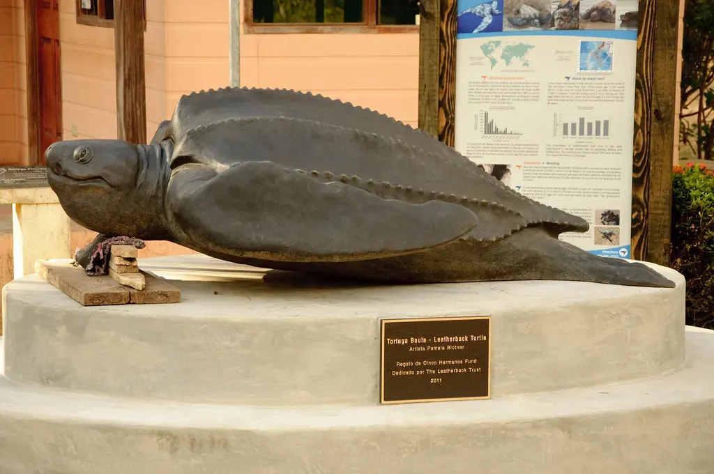 Florida Dominates as the Leatherback Capital (Image Credits: Flickr)