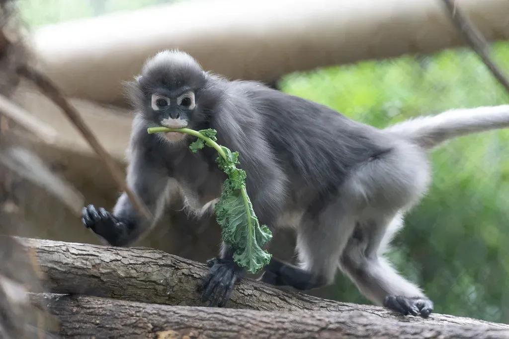 The Clever Monkey: Witty and Always Up to Something (Image Credits: Flickr)