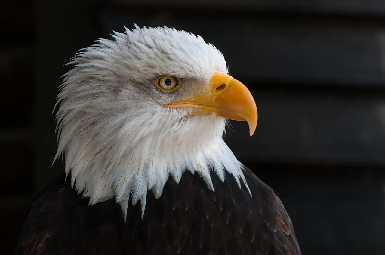 Capricorn – You Are the Bald Eagle in Winter (Image Credits: Pixabay)