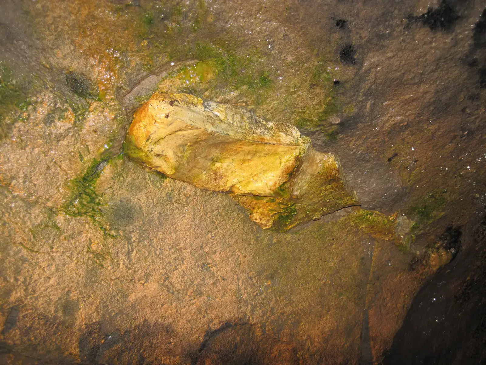 #7 - Artificial Light Is Growing Algae Directly on the Paint (Chert nodule in limestone (Columbus Limestone, Middle Devonian; Ohio Caverns, western Ohio, USA) 2, CC BY 2.0)