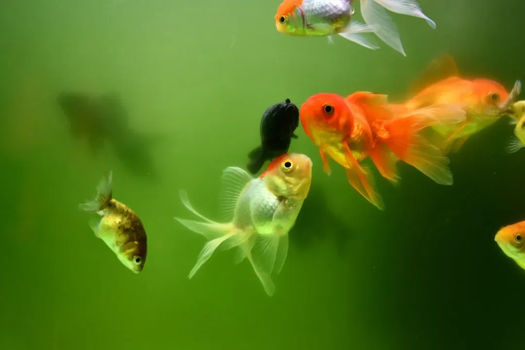 Fish and Insects That Quietly Break the Intelligence Scale (Image Credits: Unsplash)