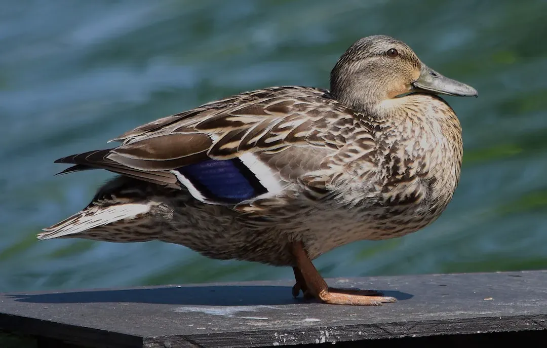 Balance, Posture, and the “Duck Wiggle” (Image Credits: Unsplash)