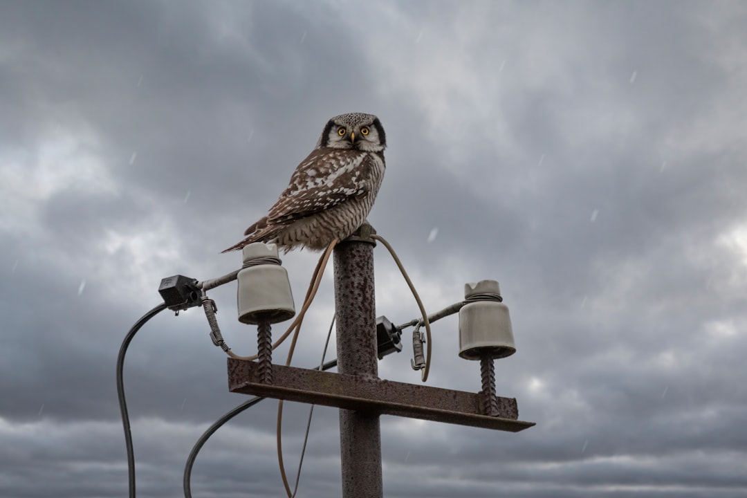 Aquarius and the Wise Owl (Image Credits: Unsplash)