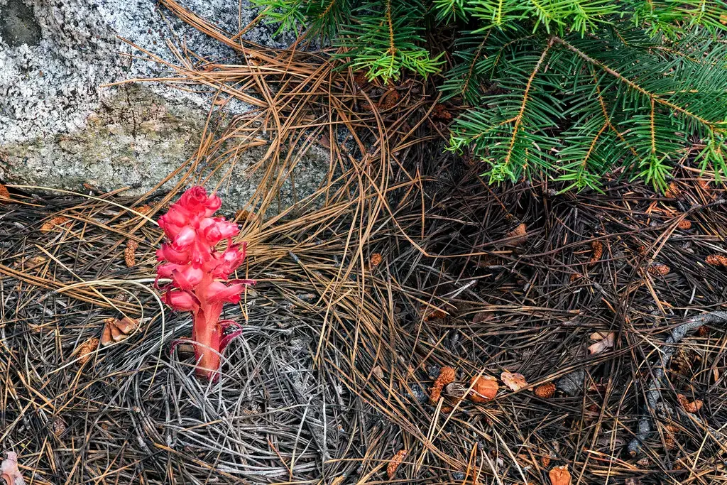 Underground Networks: The Wood Wide Web (Image Credits: Flickr)