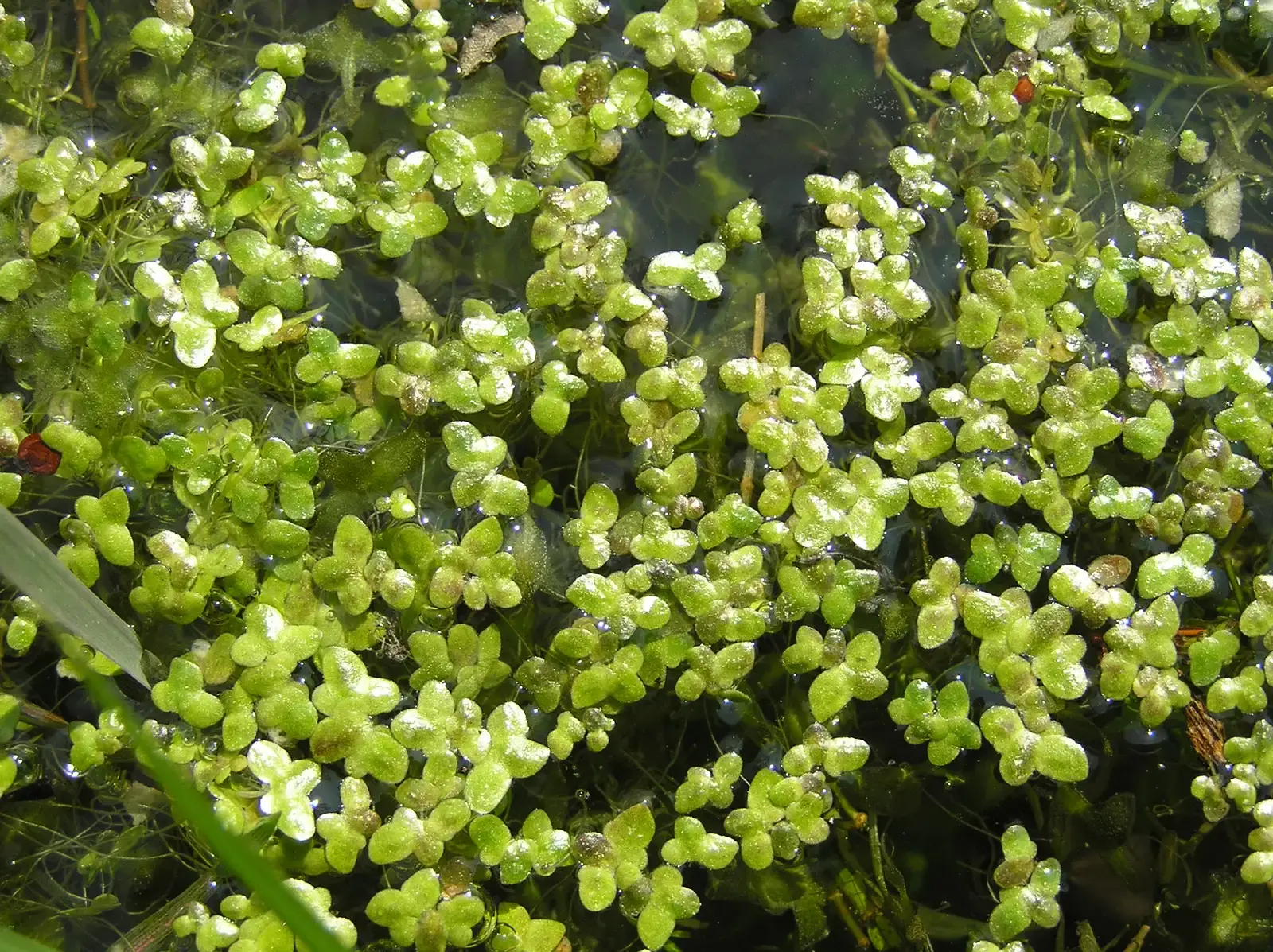 Duckweed – The Tiny Plant That Could Help Clean Water And Feed The Future (Image Credits: Wikimedia)