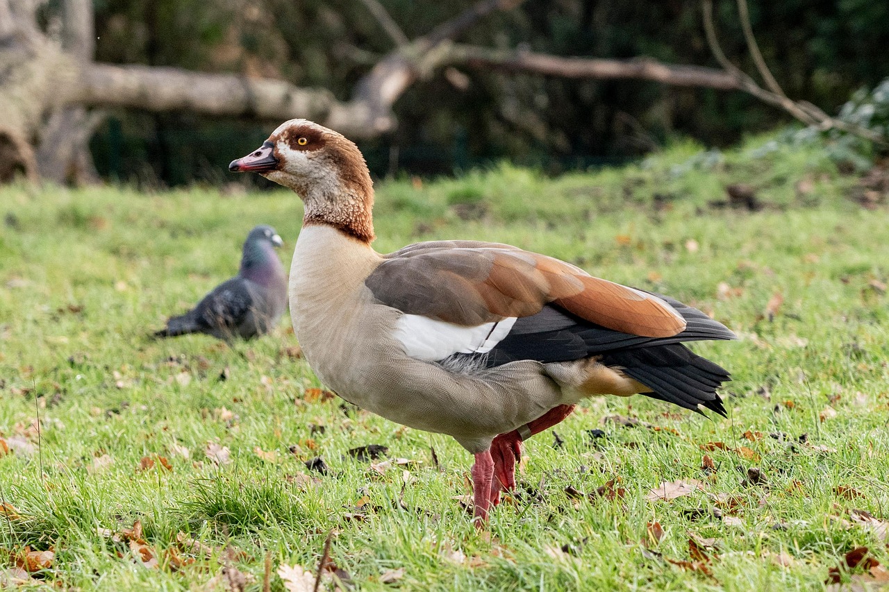 Ottawa National Wildlife Refuge, Ohio (Image Credits: Pixabay)