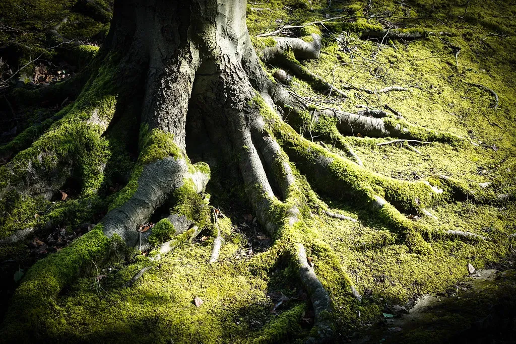 Why Forest Communication Matters for Climate and Resilience (judy dean, Flickr, CC BY 2.0)