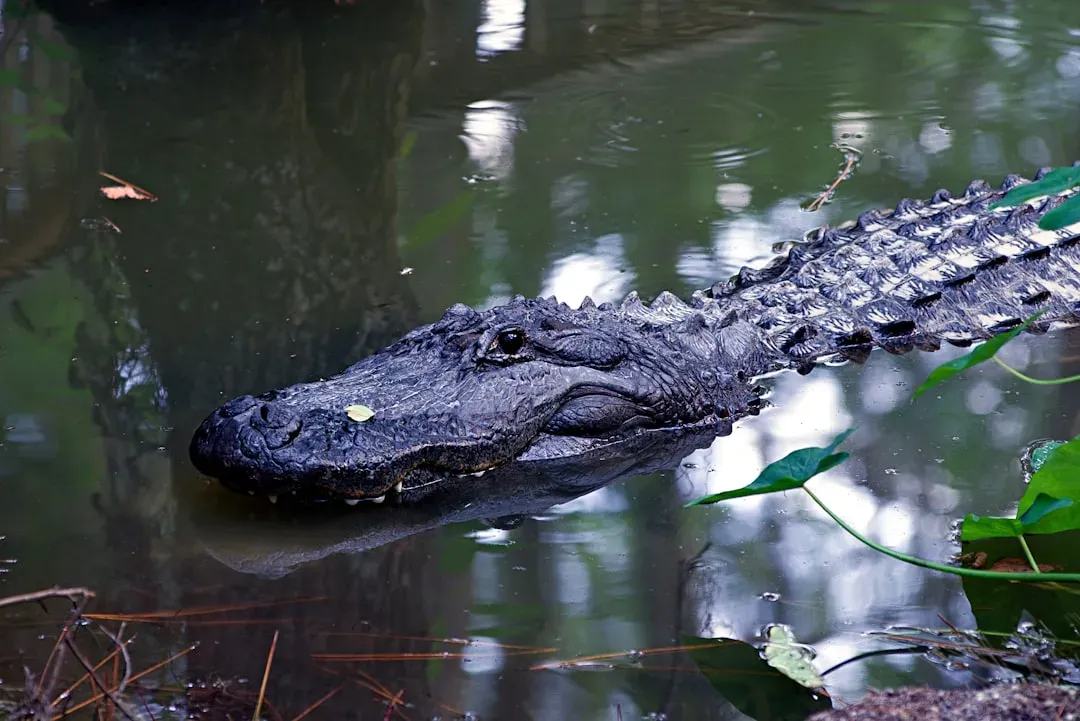 Recognizing Alligator Habitats Before You Step In (Image Credits: Unsplash)