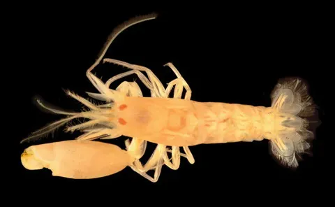 Pistol Shrimp: Firing a Bubble Hotter Than the Sun’s Surface (Gall L (2019). Invertebrate Zoology Division, Yale Peabody Museum. Yale University Peabody Museum. Occurrence dataset https://doi.org/10.15468/0lkr3w accessed via GBIF.org on 2019-06-22. https://www.gbif.org/occurrence/350562167, CC0)