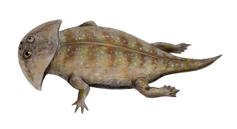 #2 - Gerrothorax pulcherrimus: The "Permanent Tadpole" Built From Flattened Fossils (By Nobu Tamura (https://spinops.blogspot.com), CC BY 3.0)