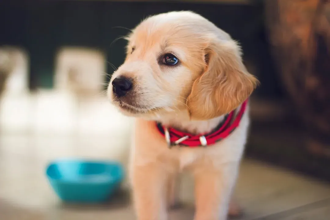 Why Puppies Seem “Born Listening” to People (Image Credits: Unsplash)