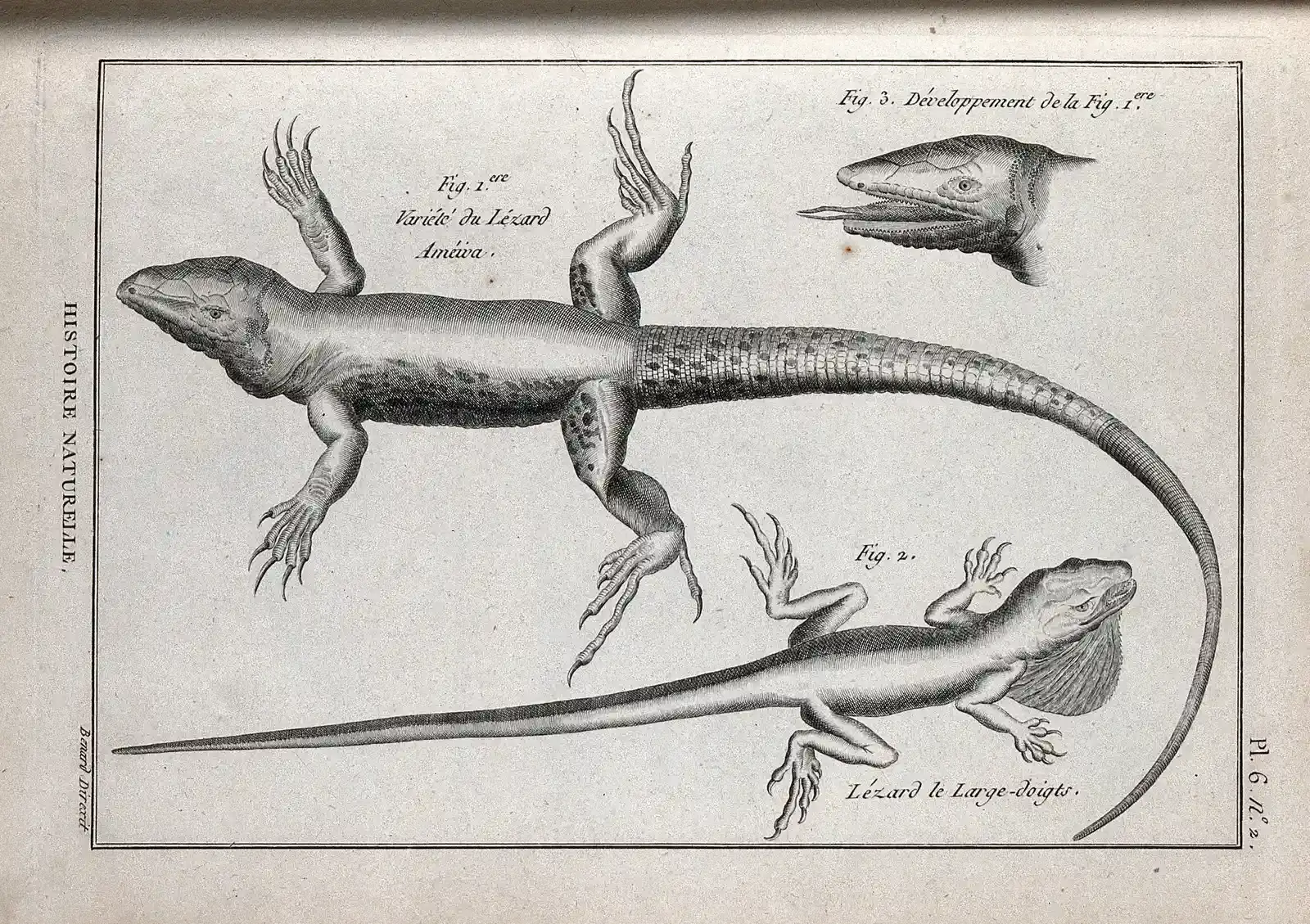 #5 - La Palma Giant Lizard: “Stone Age” Reptile In Modern Backyards (CC BY 4.0)