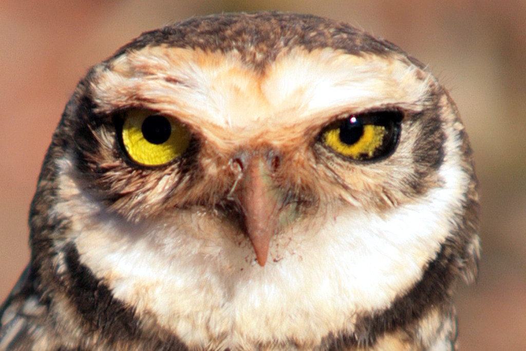 Chicago, Illinois - Lincoln Park Zoo's Urban Wildlife Initiative (Image Credits: Flickr)