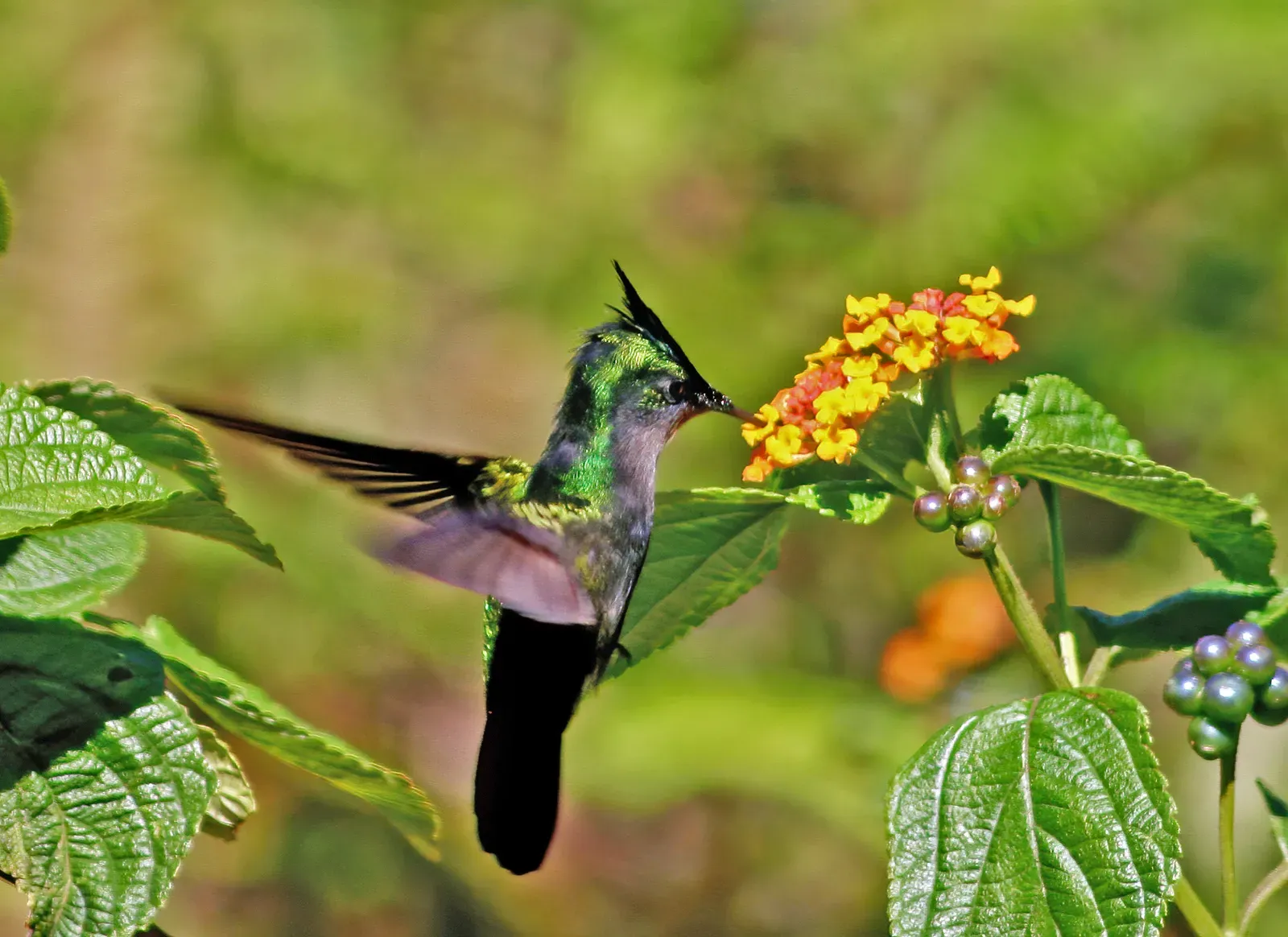Global Perspectives: Hummingbirds, Habitats, and Human Choices (Image Credits: Wikimedia)