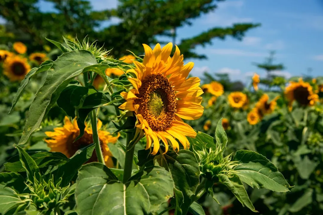 Sunflowers – The Natural Solar Trackers With Hidden Superpowers (Image Credits: Unsplash)
