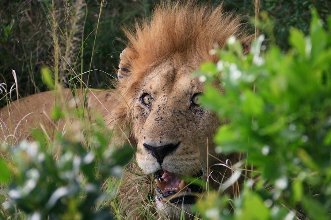 Leaders of the Pack: The Lion Personality (Image Credits: Unsplash)