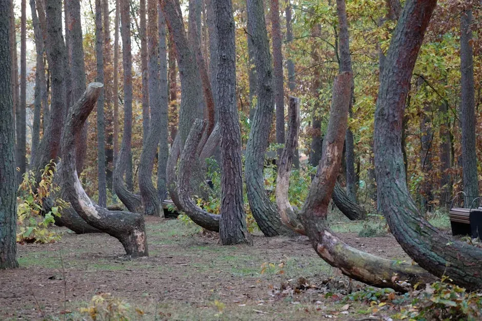 The Most Famous Example: Poland’s Crooked Forest (Image Credits: Pexels)