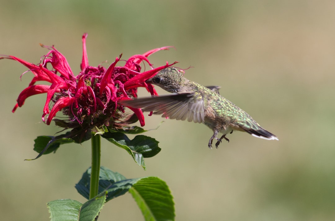 Desert Timing: The Nectar Clock (Image Credits: Unsplash)