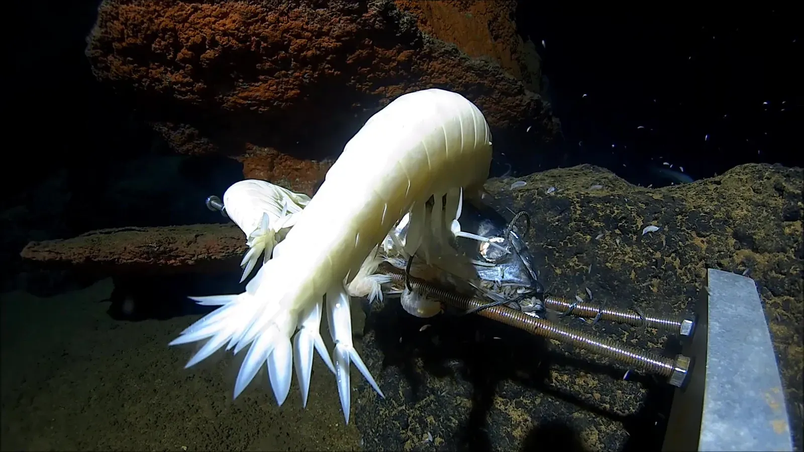 Giant Amphipods and the Mystery of Deep-Sea Gigantism (Sent by author, CC BY-SA 4.0)