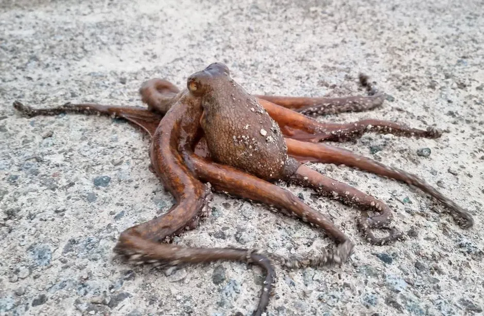 #5 - The Caribbean "Walking Octopus" That Never Walked Into a Journal (Image Credits: Pexels)