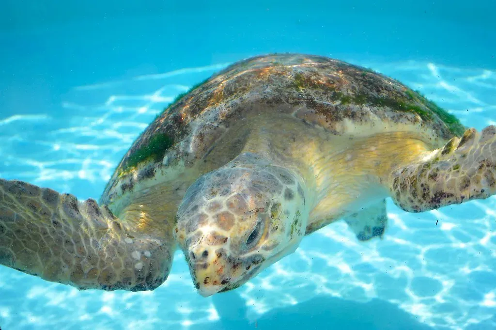 Taurus – The Sea Turtle: Steady, Resilient, and Deeply Rooted (Image Credits: Flickr)