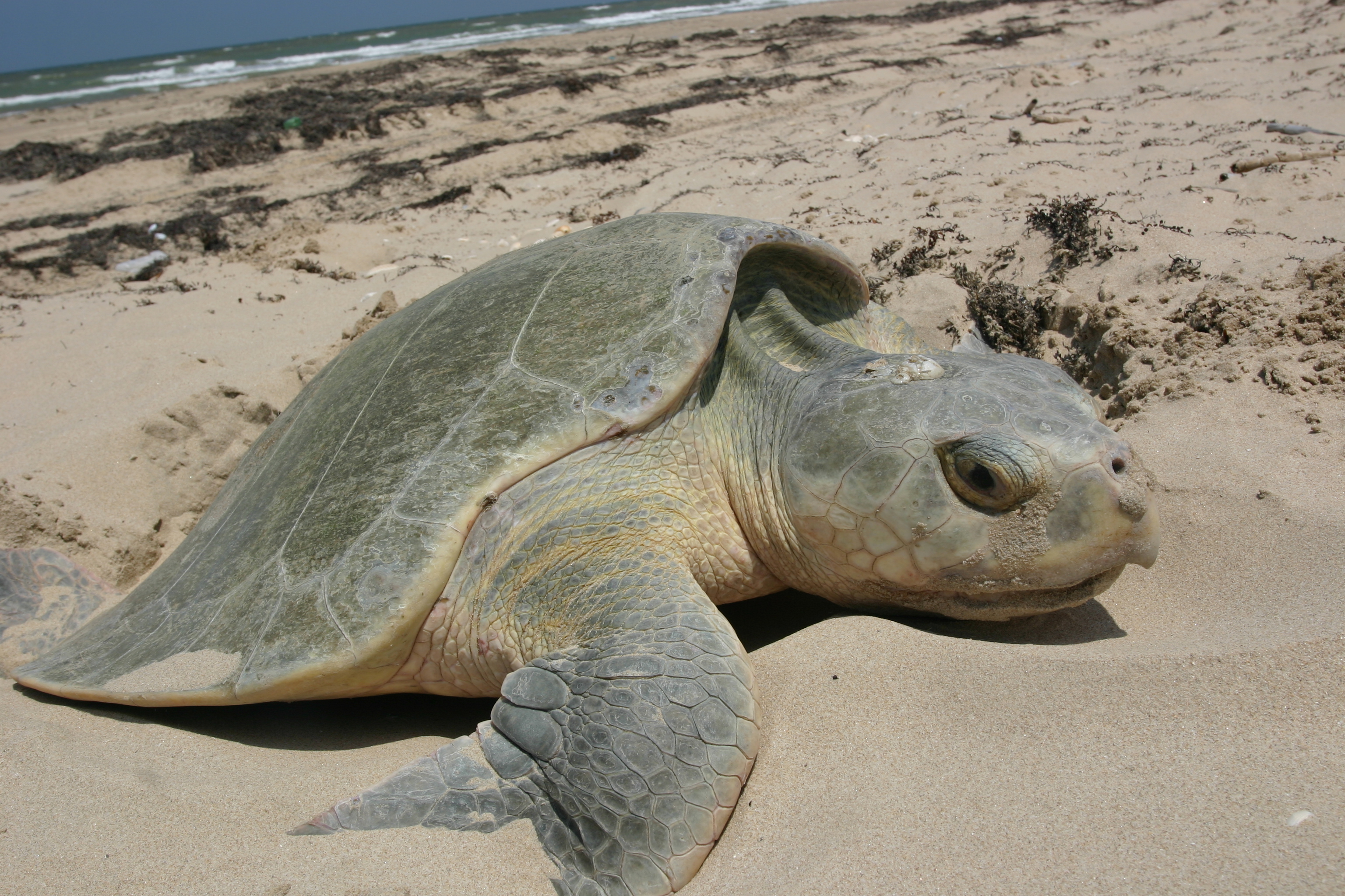 The Kemp's Ridley Makes a Remarkable Comeback (Image Credits: Wikimedia)