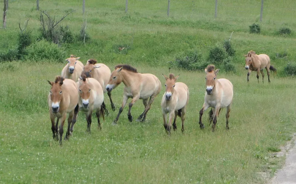 #5 - European Wild Horse Lineages Quietly Persisting Into "Historic" Times (bobosh_t, Flickr, CC BY-SA 2.0)