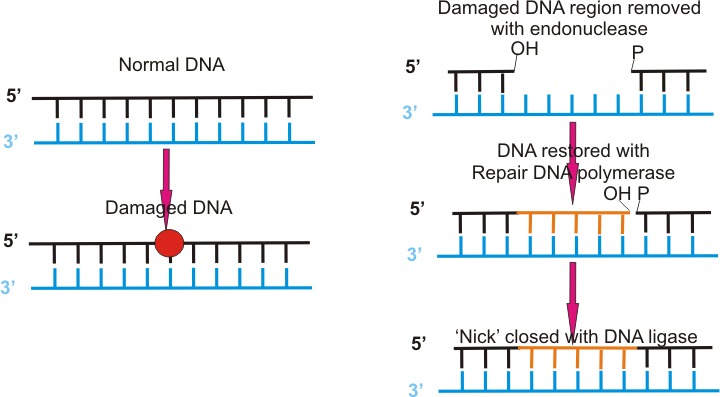  and DNA: A High‑Stakes Dance (Image Credits: Wikimedia)