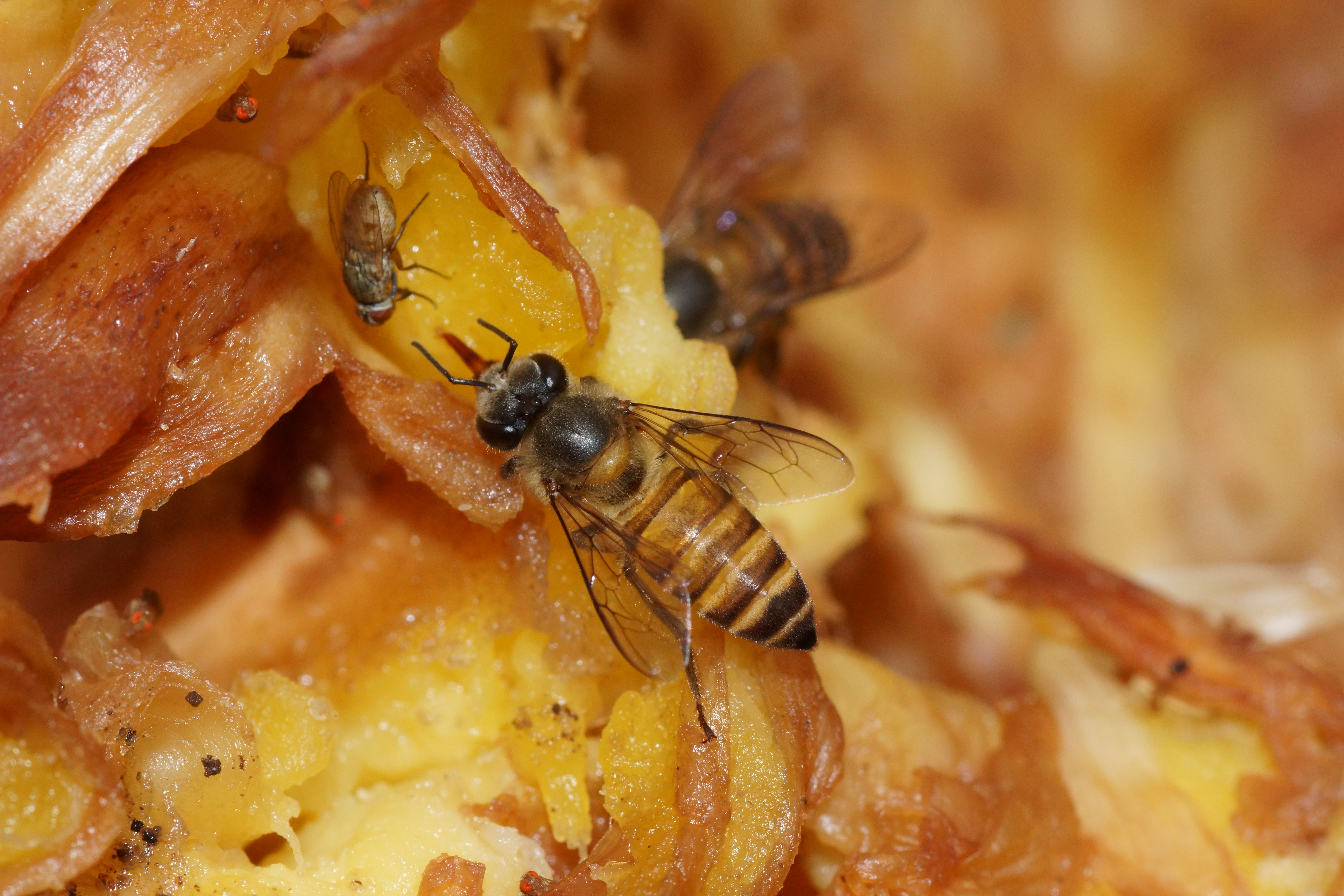 Honeybees (Image Credits: Wikimedia)