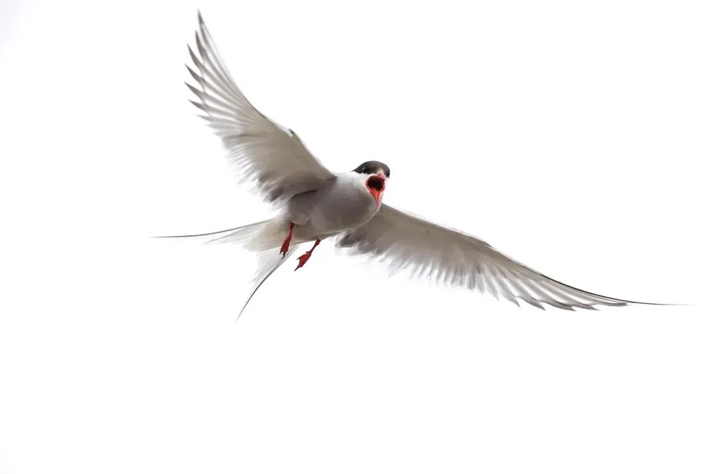 Arctic Terns: Tiny Birds Chasing Endless Summer (Image Credits: Rawpixel)