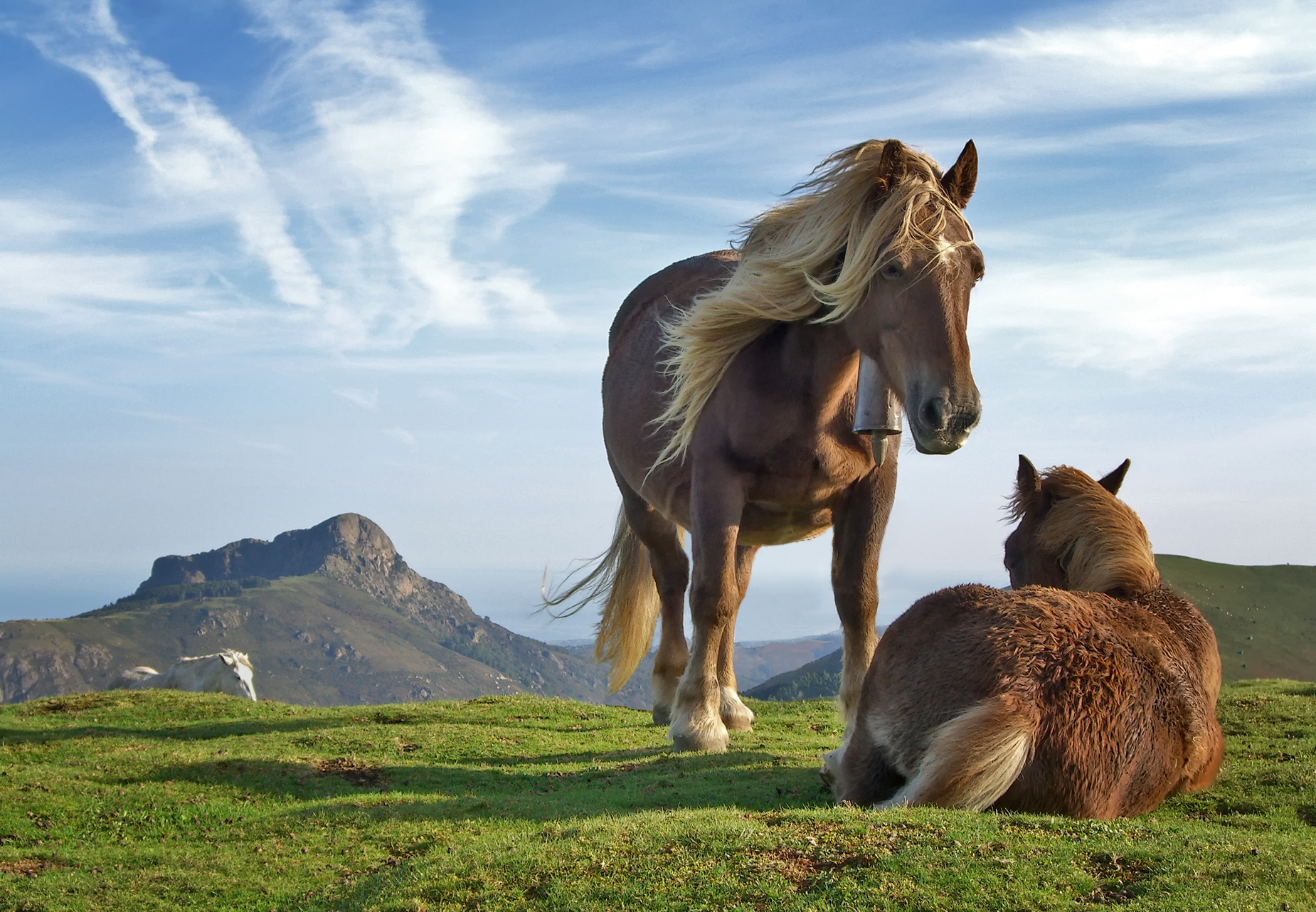 Power, Partnership, and Domestication (Image Credits: Wikimedia)