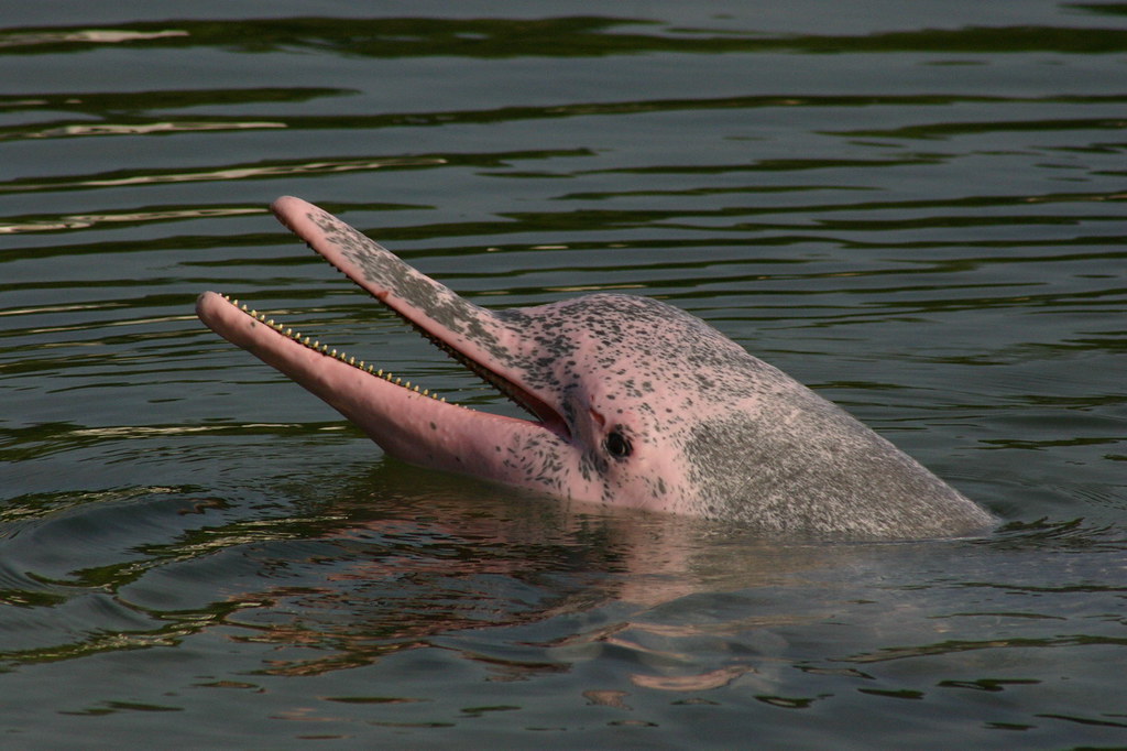 Meet Pinky: Louisiana's Pink Celebrity (Image Credits: Flickr)