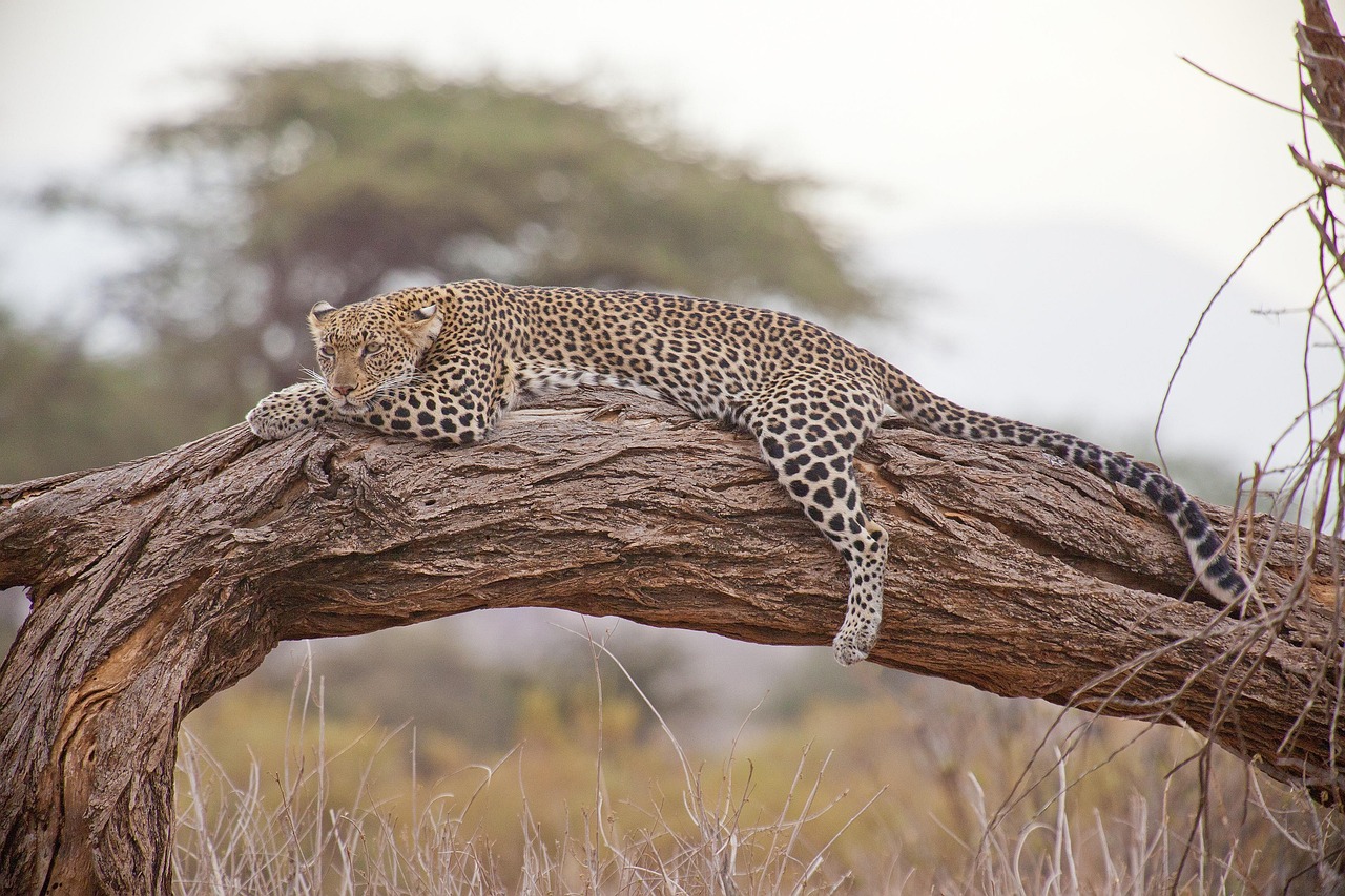 Forced from Their Natural Homes (Image Credits: Pixabay)