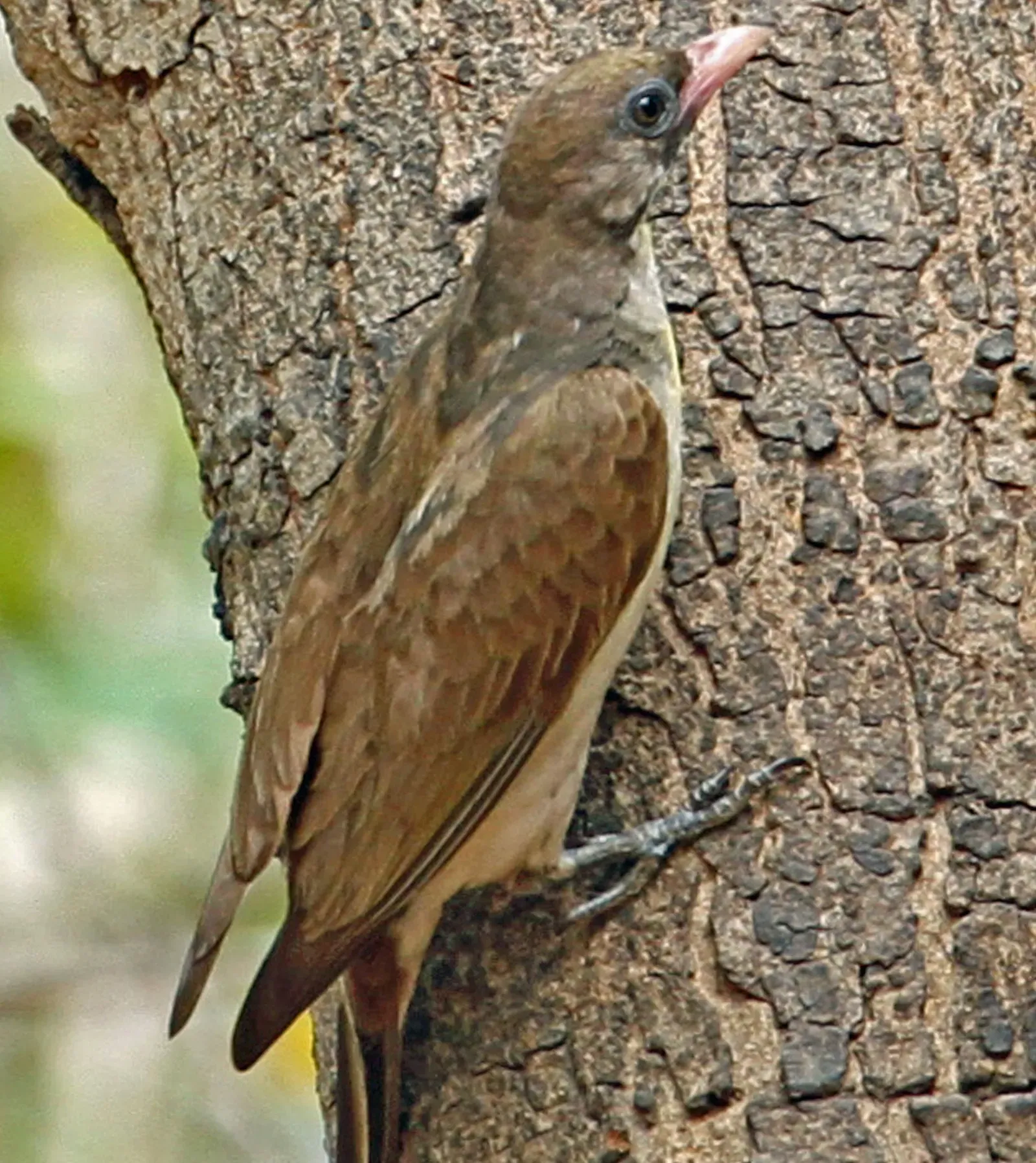 What This Means for You and the Future of Human–Wildlife Cooperation (Image Credits: Wikimedia)