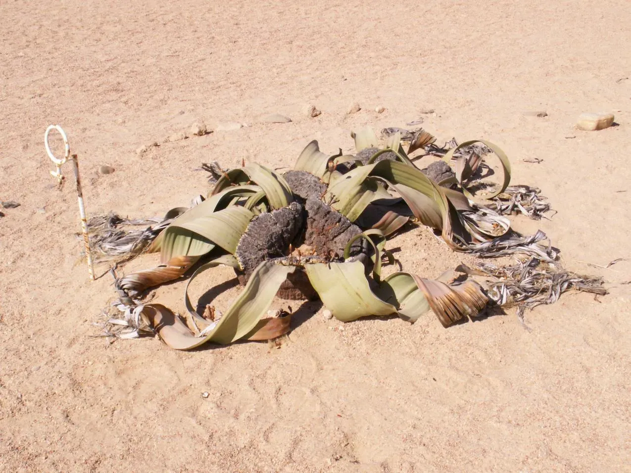 5. Welwitschia Mirabilis: The Desert Fossil That Drinks Fog (By Valéry Fassiaux, CC BY-SA 2.5)