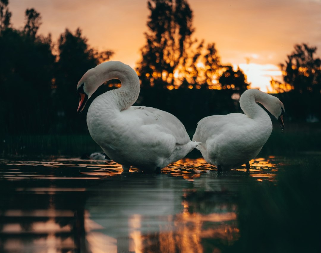 The Comfort-Seeking Connector: Dove and Swan Energy (Image Credits: Unsplash)