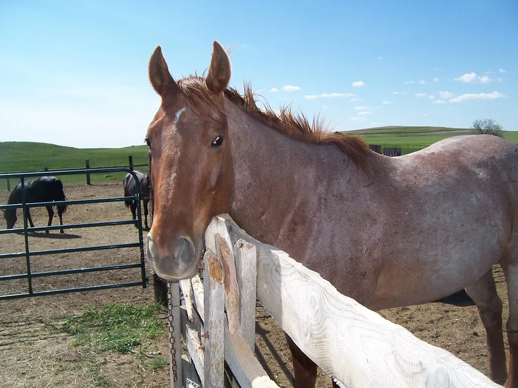 1. Soft Eyes and Relaxed Ears: The Face of a Happy Horse (SierraVegas, Flickr, CC BY 2.0)