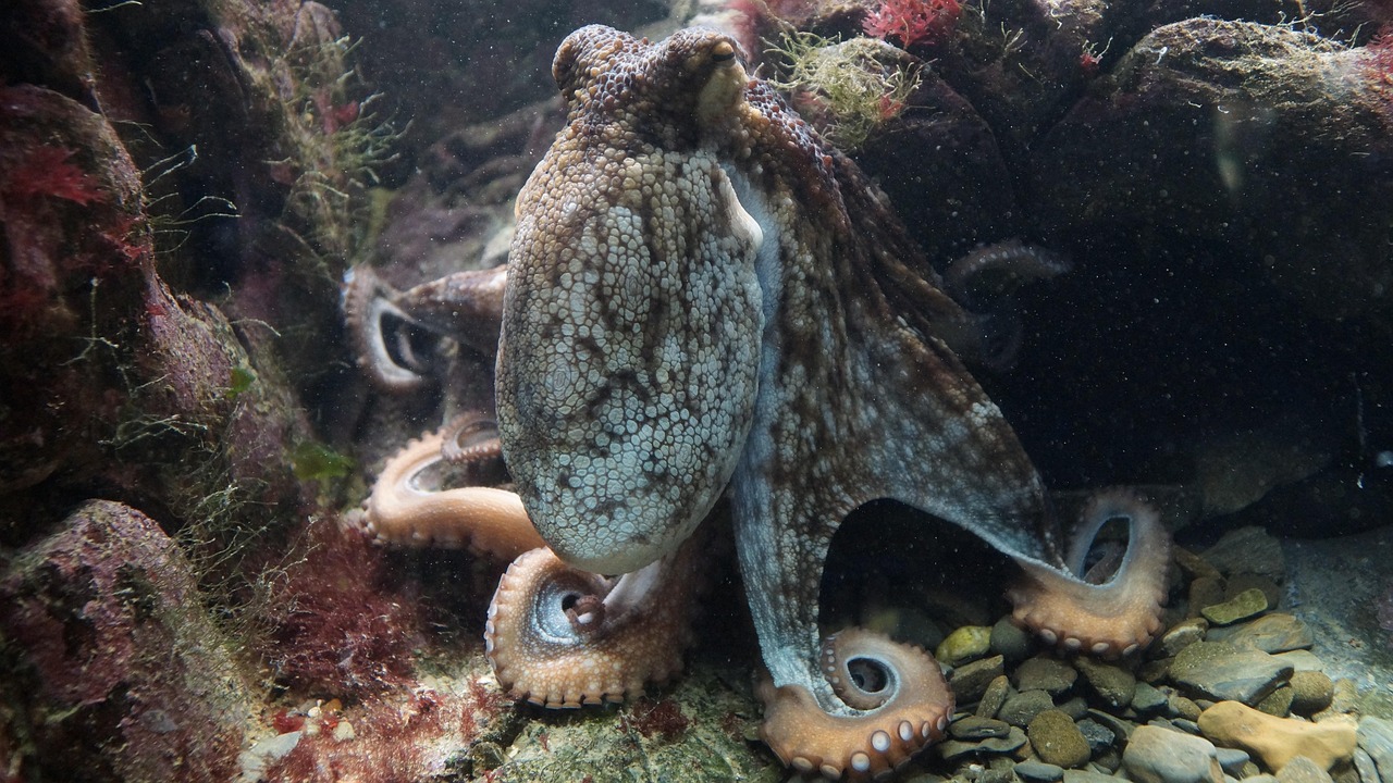 Scorpio (October 23 - November 21): The Mysterious Octopus (Image Credits: Pixabay)