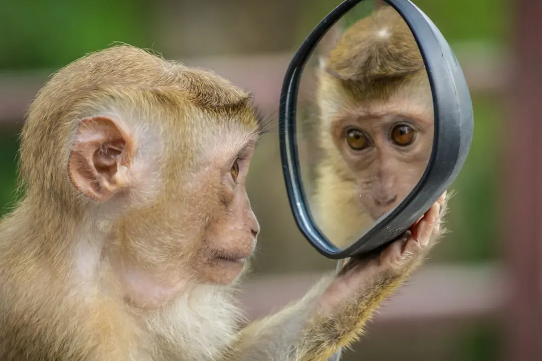 Self-Awareness: The Mirror Test and Its Limits (Image Credits: Unsplash)