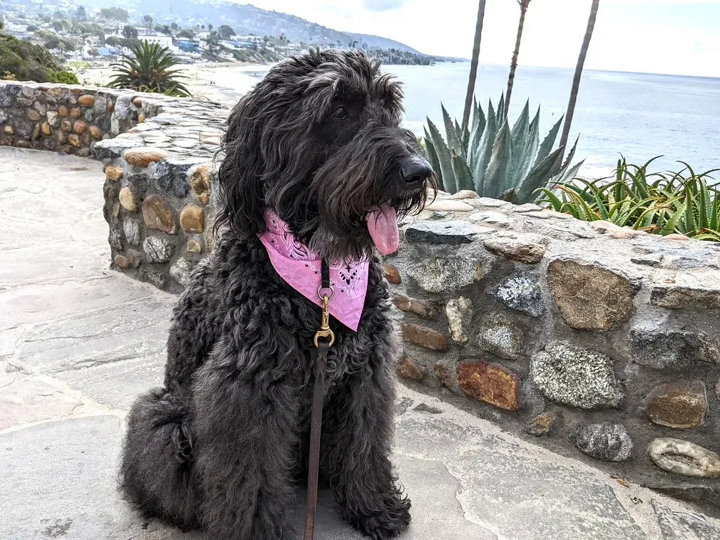 Dogs That Read Human Emotions And Understand Words (Image Credits: Flickr)