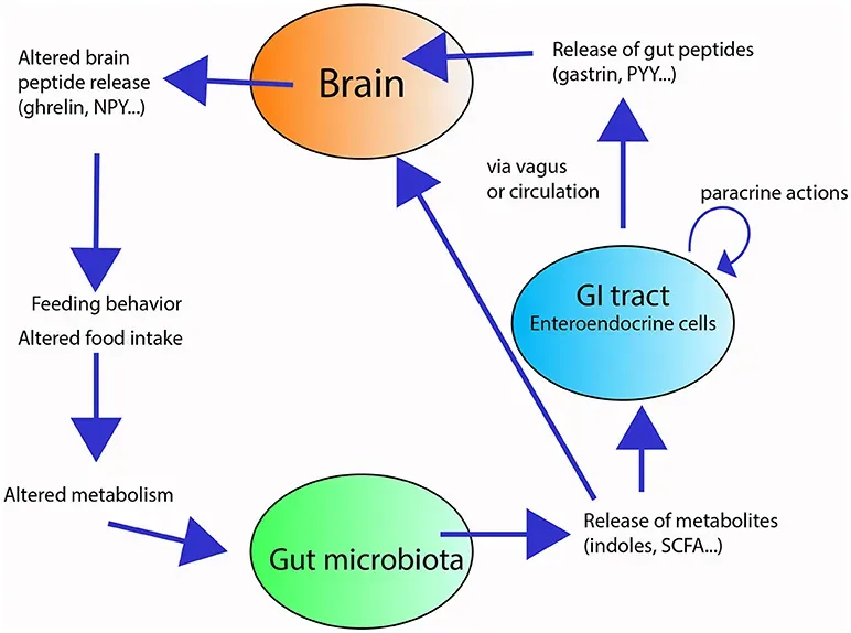 The Gut-Brain Axis: Your Second Brain Is Talking to Your First (Image Credits: Wikimedia)