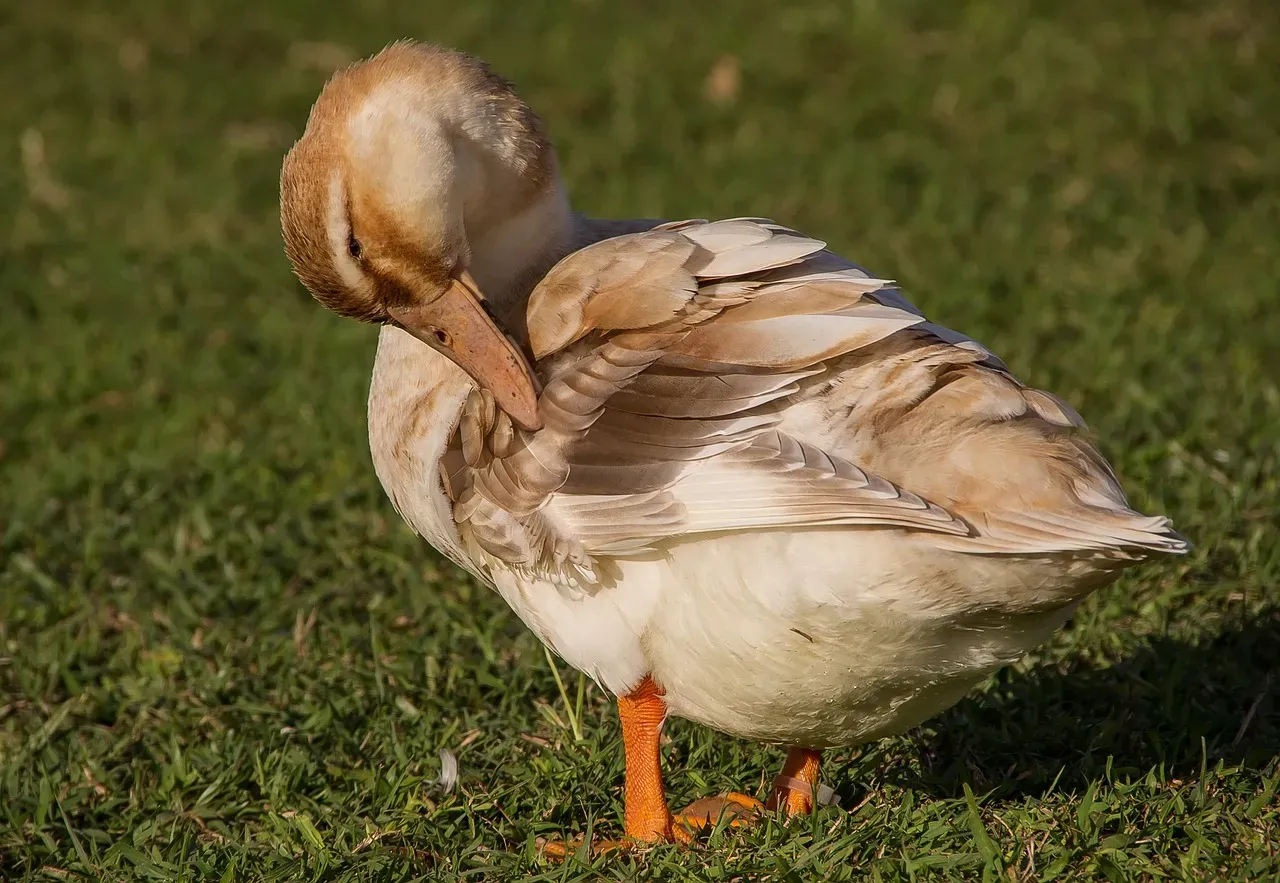 Preening, Oil Glands, and the Tail Connection (Image Credits: Pixabay)
