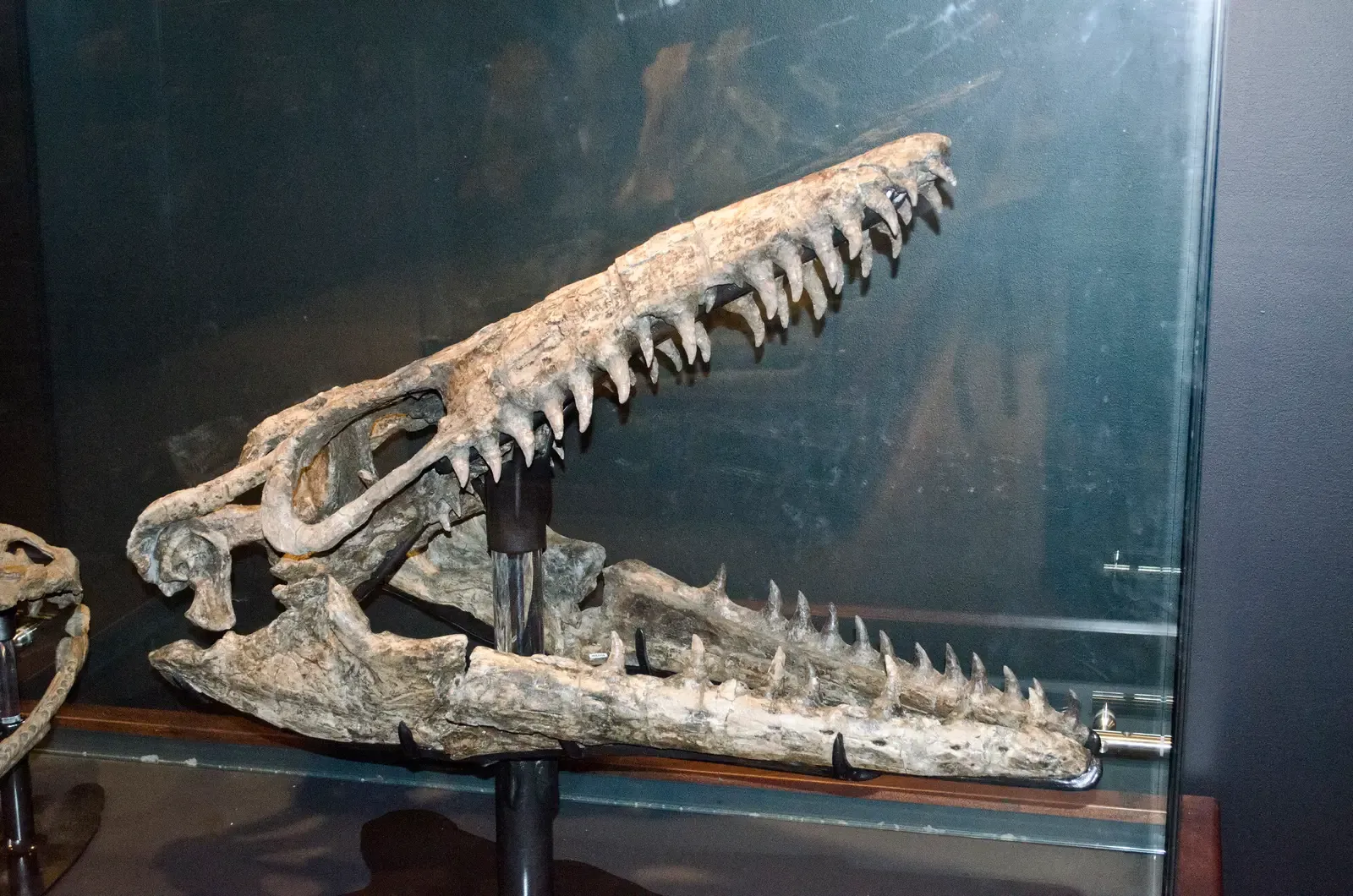 #12 Japanese Mosasaur Skull Bones (Mosasaurus skull - CMRNWR Phillips County Montana - Museum of the Rockies - 2013-07-08Uploaded by FunkMonk, CC BY-SA 2.0)
