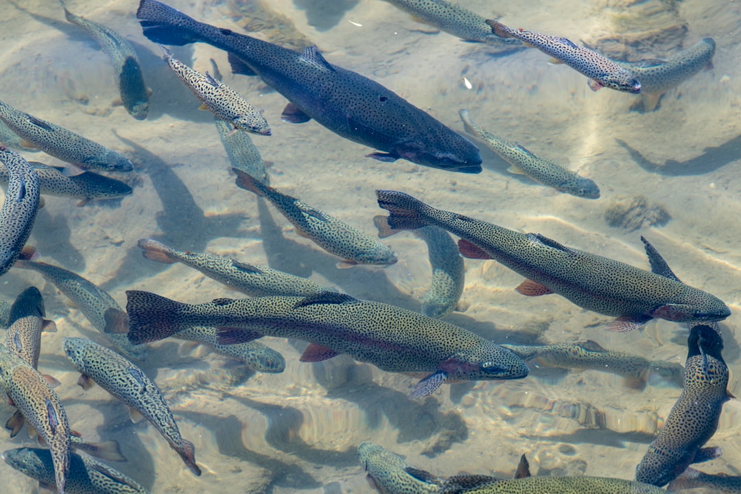 California's Yuba River Salmon Superhighway (Image Credits: Unsplash)