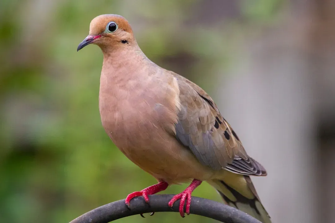 Taurus: Mourning Dove (Image Credits: Unsplash)